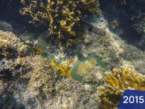 Buscamos nos inspirar na biologia dos animais para redigir ações de manejos de corais nativos.