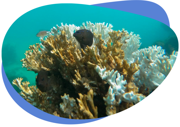 Ameaça aos corais brasileiros - Biofábrica de Corais