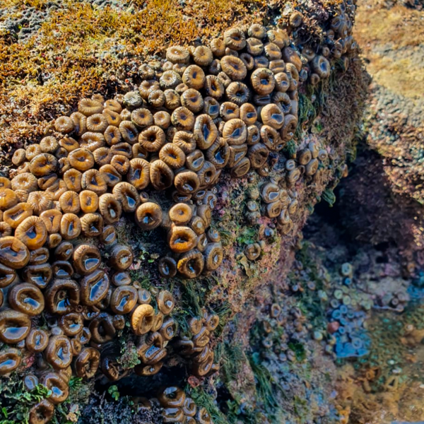 Palythoa variabilis (Coral-Azeitona-Cortada) Reprodução: Carlos dos Santos / Biofábrica de Corais