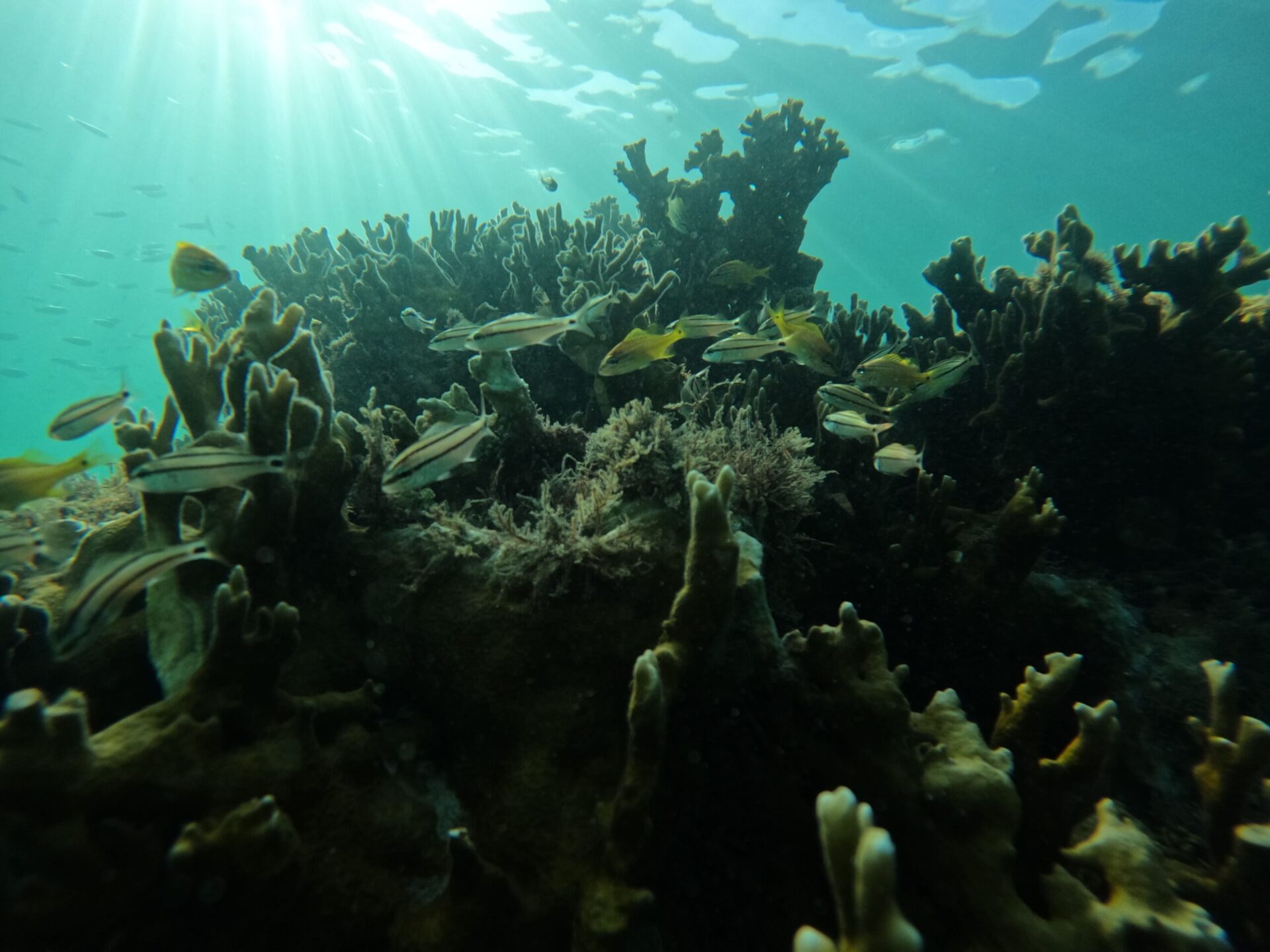 Recife de coral - Porto de Galinhas - Biofábrica de Corais