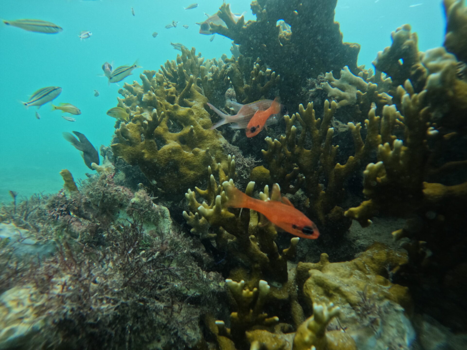 Recifes de coral no brasil Biofábrica de Corais