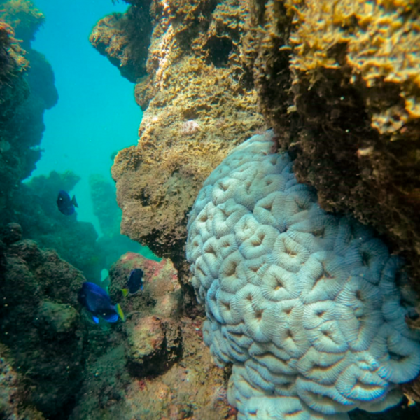 Mussismilia harttii  (Coral-Couve-Flor) Reprodução: Carlos dos Santos / Biofábrica de Corais