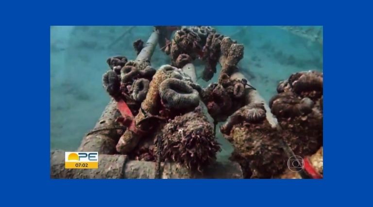 Pesquisadores e voluntários criam projeto pra salvar corais ameaçados de extinção