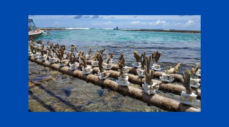 Esses berçários podem recuperar corais