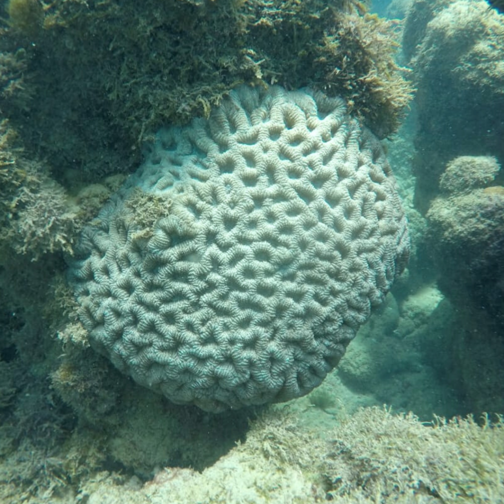 Coral da espécie Mussismilia hispida (coral-cérebro) - Reprodução: Carlos dos Santos (@ecojangada e @biofabricadecorais)