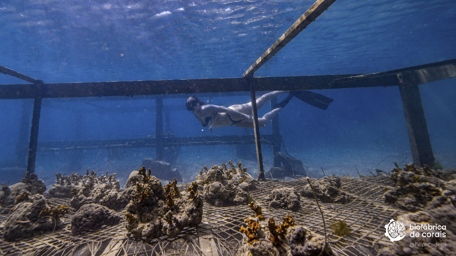 Turista fazendo mergulho de Snorkel na Biofábrica de Corais