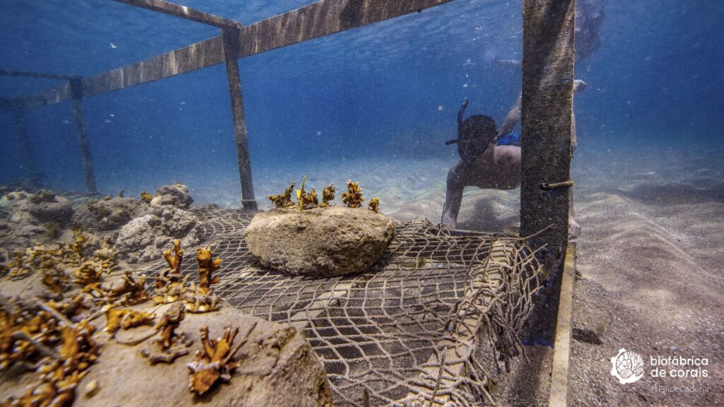 Turista fazendo mergulho de Snorkel na Biofábrica de Corais 2