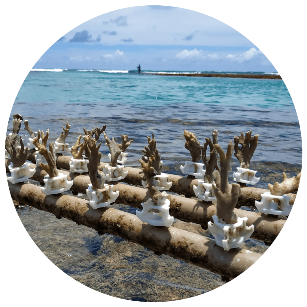 Mesa de coral - Adote um coral - Biofábrica de Corais
