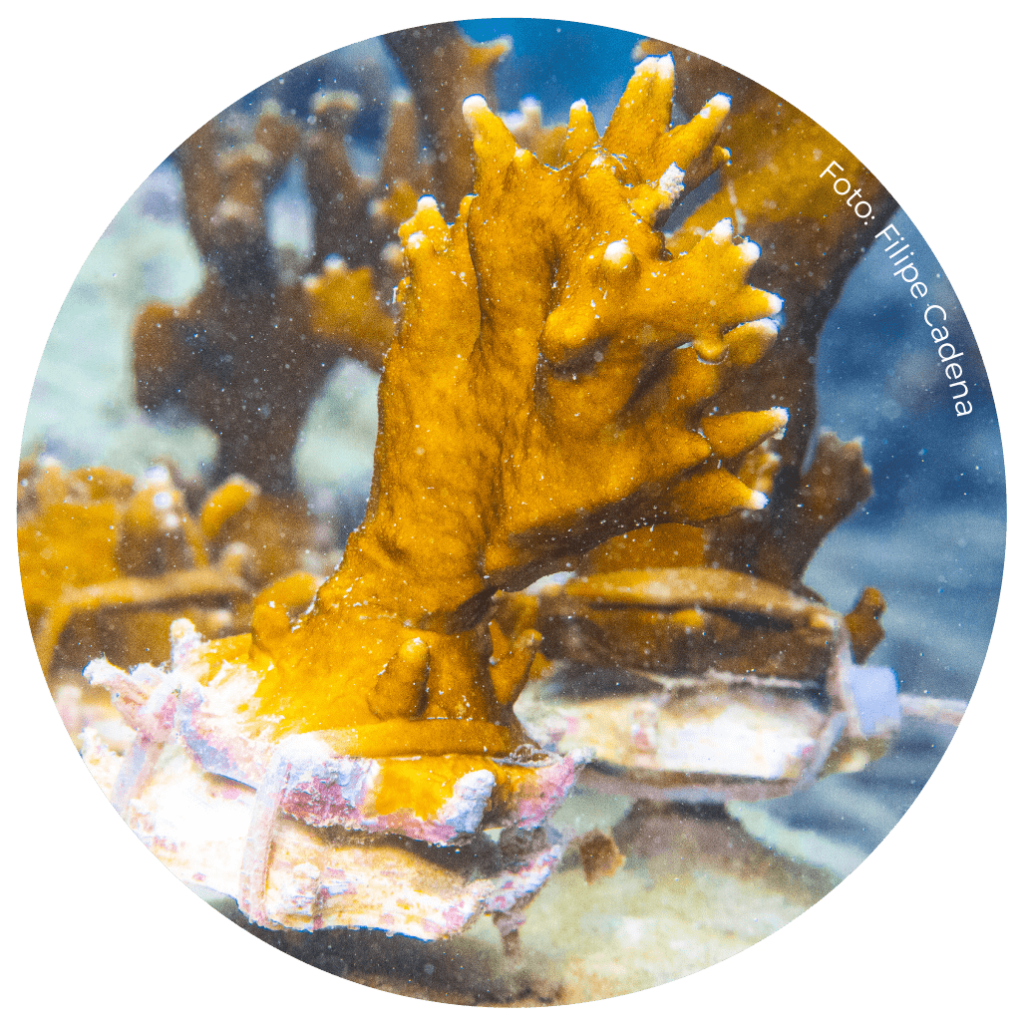 Millepora - Adote um coral - Biofábrica de Corais