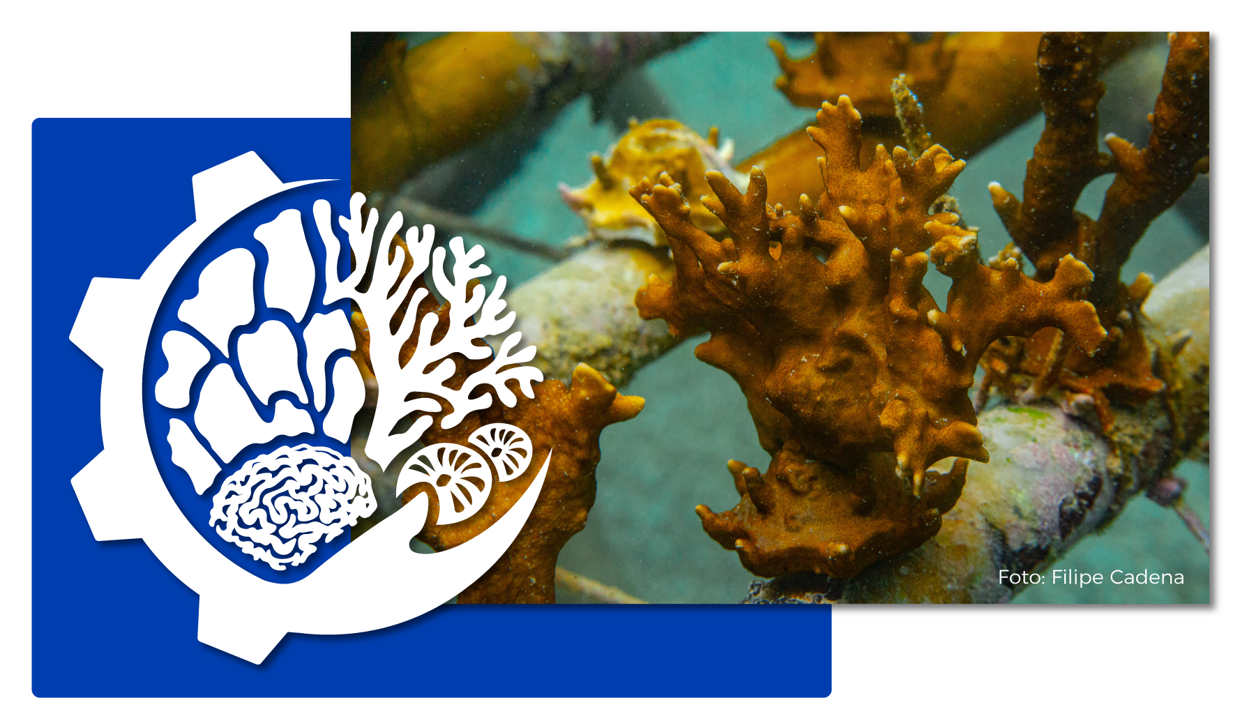 Mesa de coral -home - Biofábrica de Corais 3