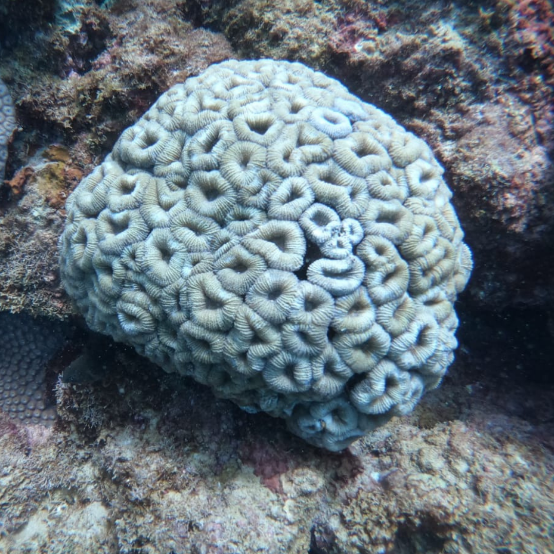 Coral da espécie Mussismilia harttii (coral-couve-flor) - Reprodução: Carlos dos Santos (@ecojangada e @biofabricadecorais)