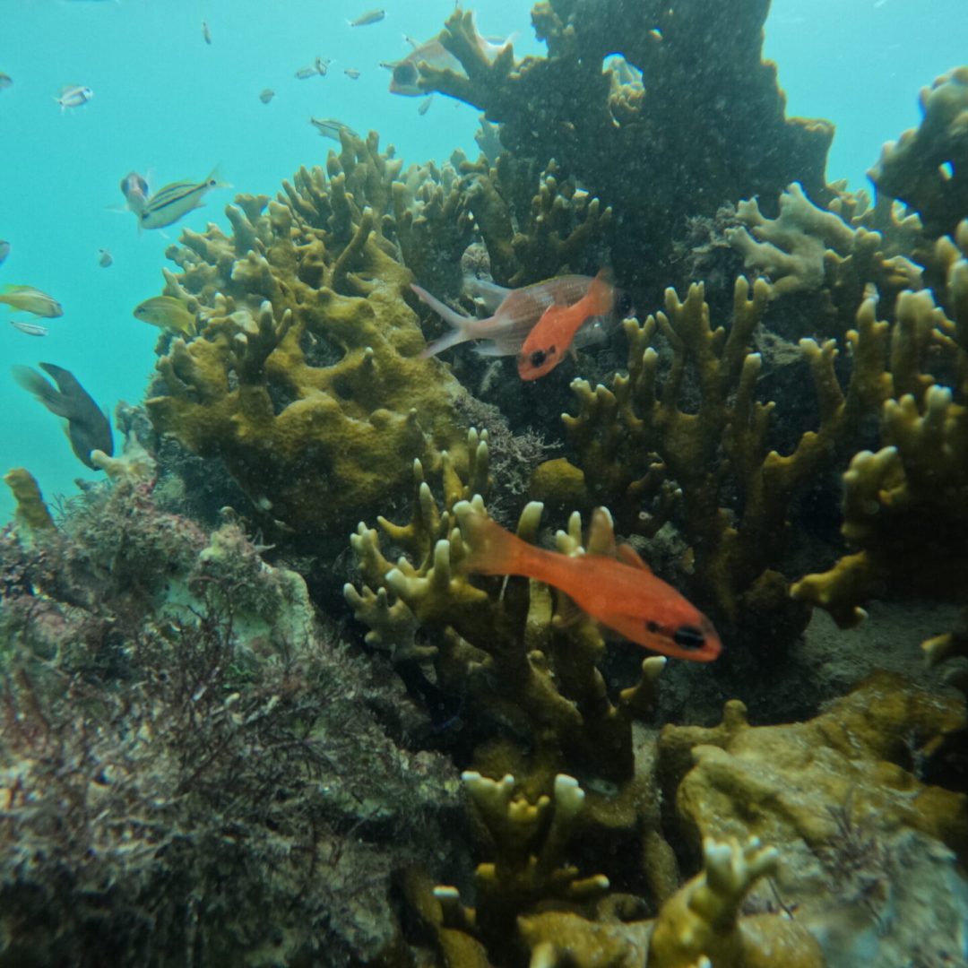 Recifes de coral no brasil Biofábrica de Corais